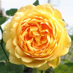 Rosa Golden Celebration